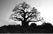 בונסאי - עץ בעציץ שנראה כמו עץ עתיק בטבע