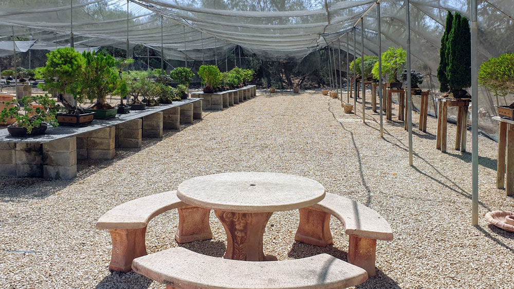 מכירת חיסול מלאי בונסאי 1 תצוגת בונסאי