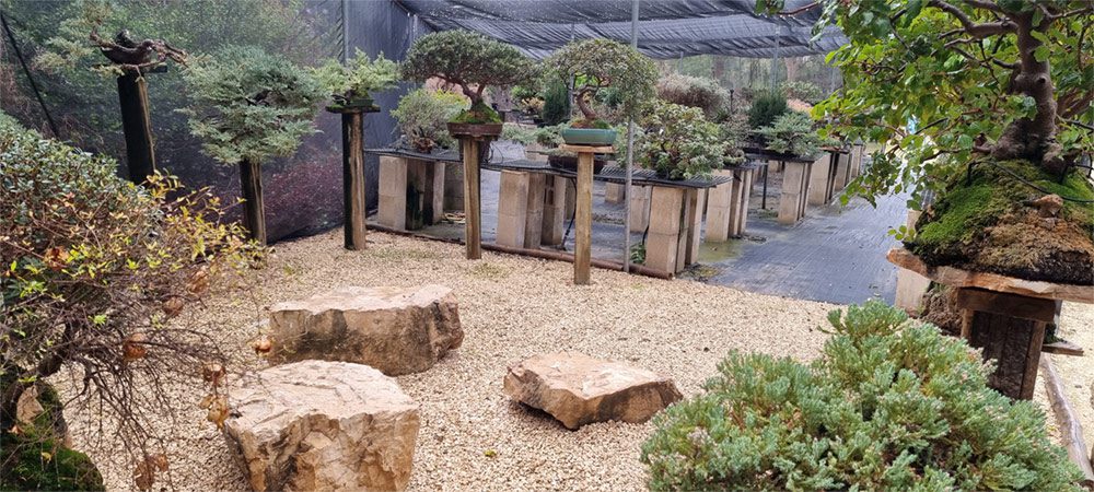 תצוגת_בונסאי a group of bonsai trees in pots